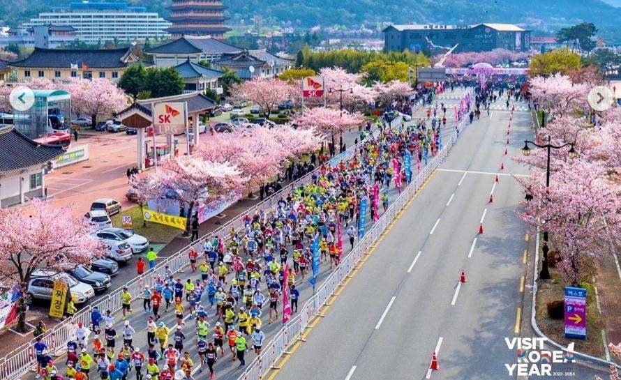 2026 慶州櫻花馬拉松