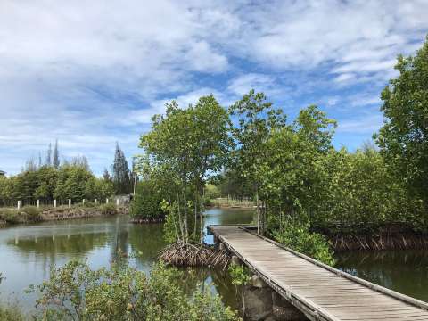 Hutan Mangrove Tibang