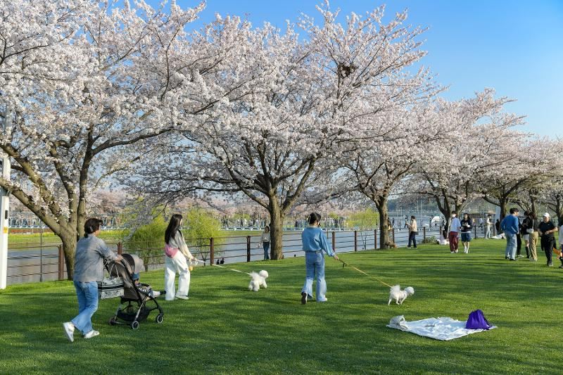 Pet at Park