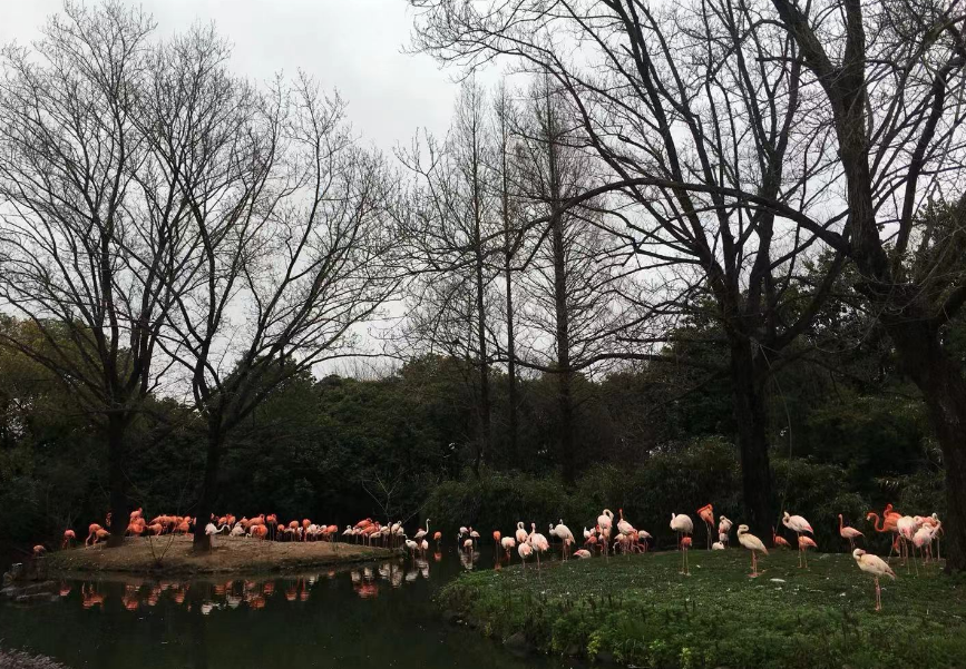 Things to Do at Shanghai Wild Animal Park