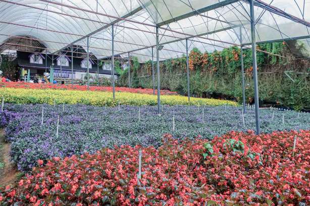 lavender farm