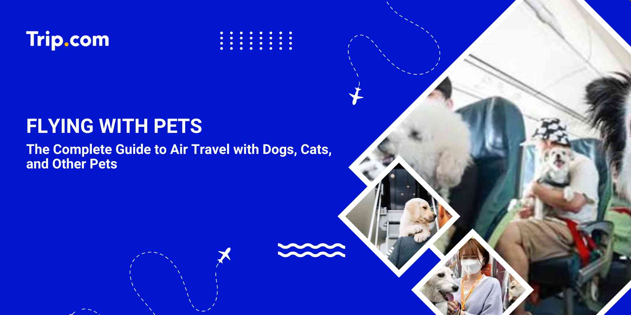Pets by Plane