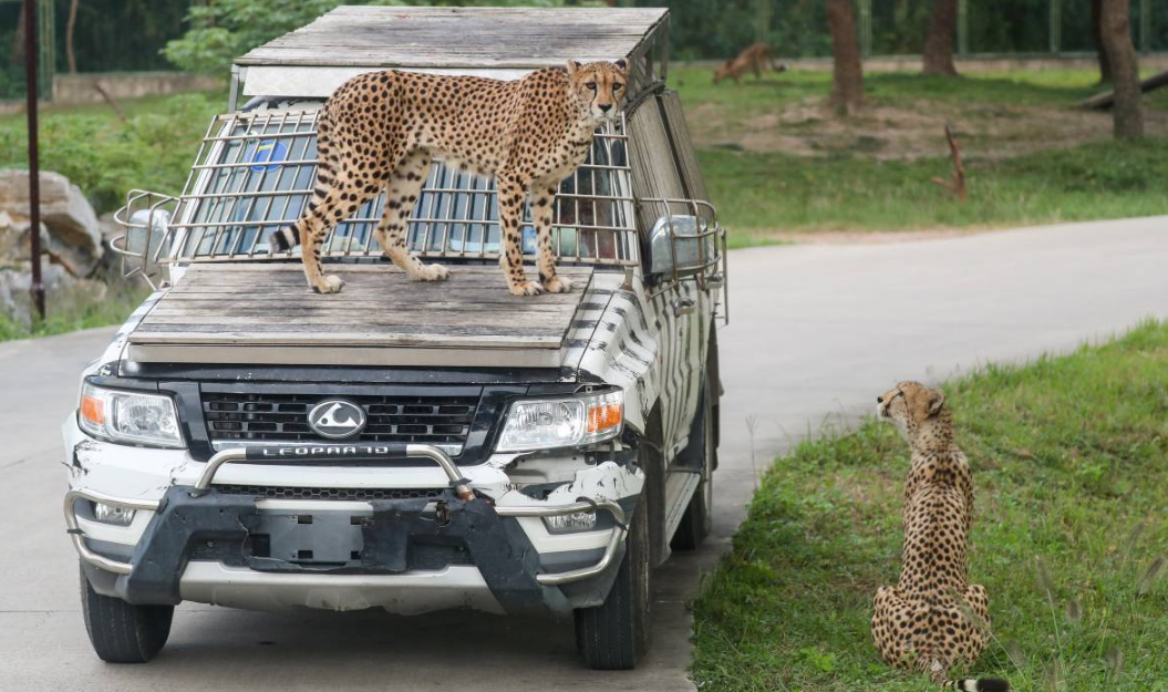 Things to Do at Shanghai Wild Animal Park