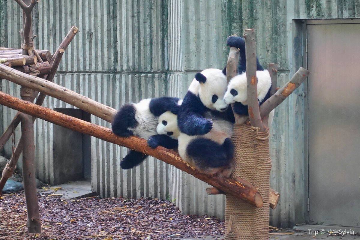 中国パンダ保護研究センターツアーで最高の思い出をつくろう