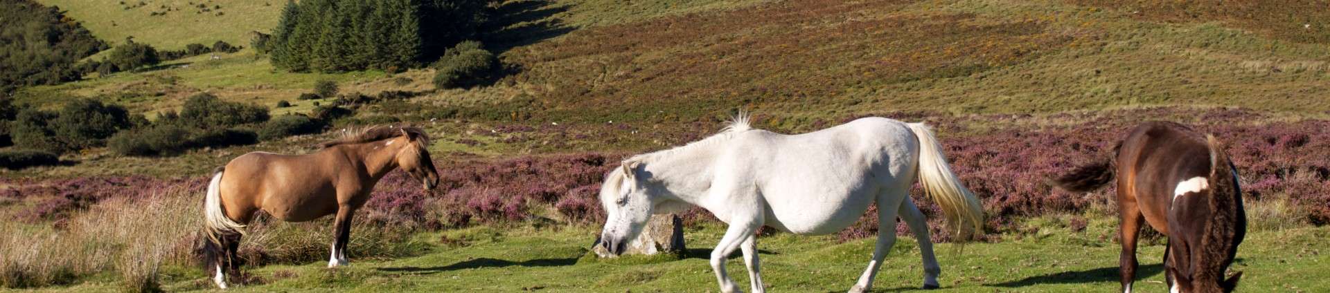 Visiting Dartmoor by Train: The Best UK National Parks