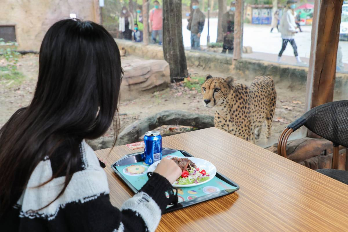 Shanghai Wild Animal Park: Route to Visit