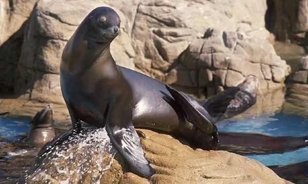 샌디에고 씨월드 티켓