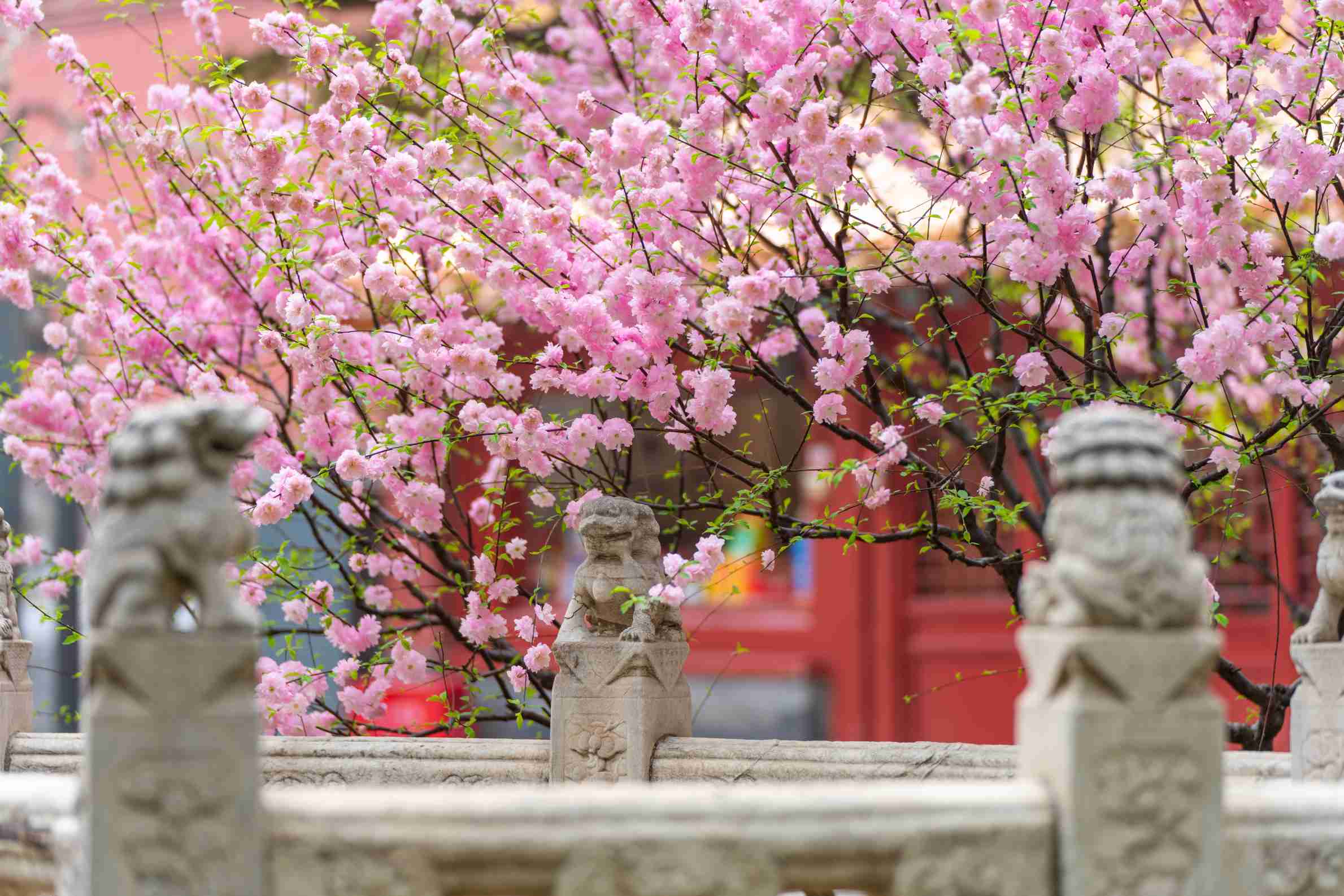 Forbidden City Imperial Garden