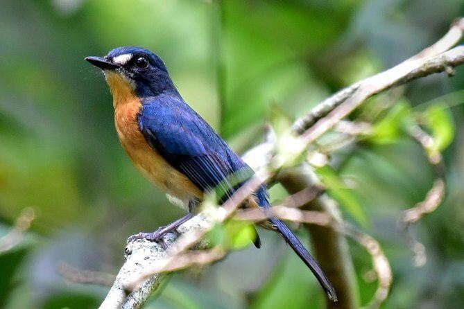 bukit fraser's bird watching
