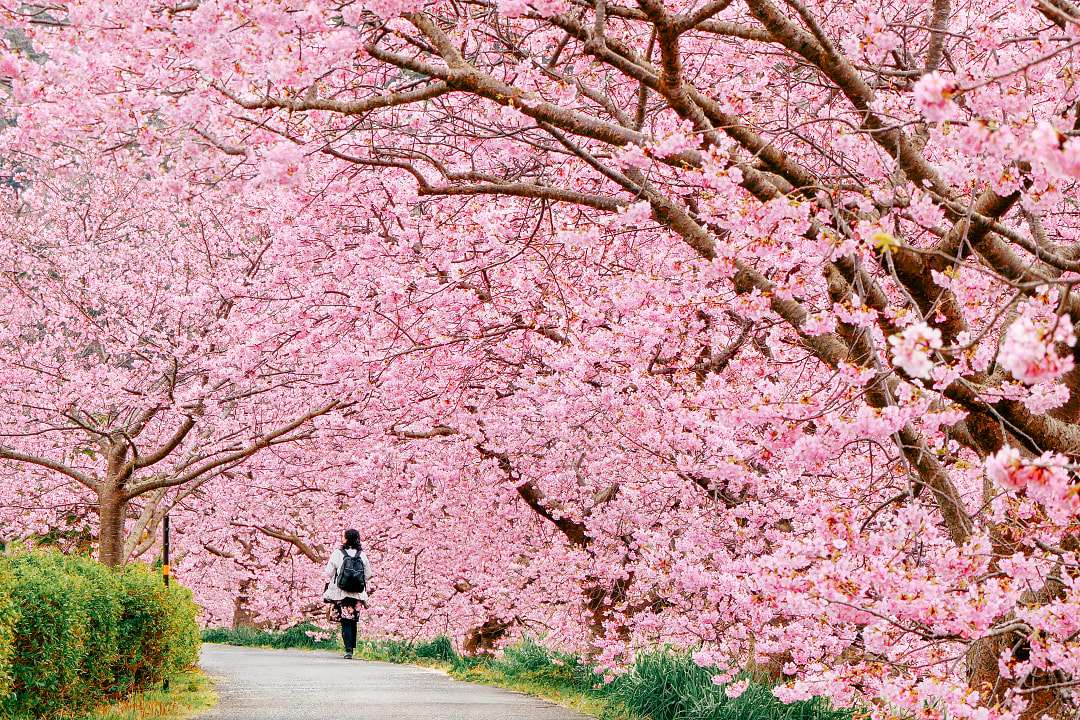 Best for Cherry Blossoms