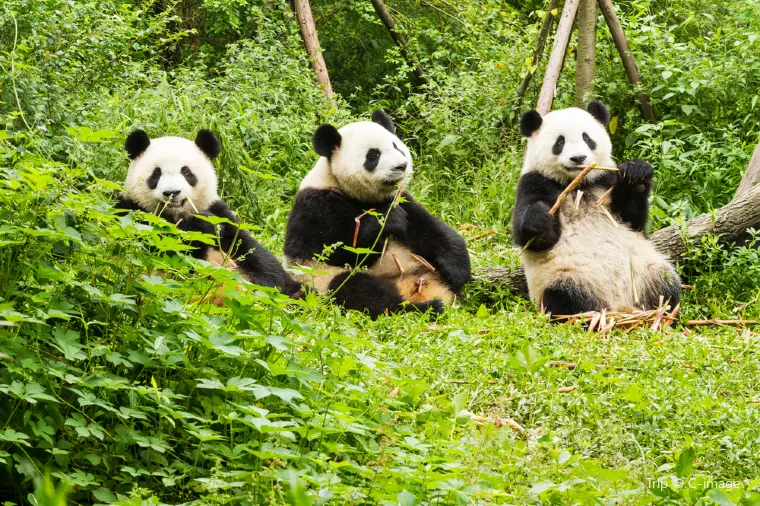 Chengdu giant panda