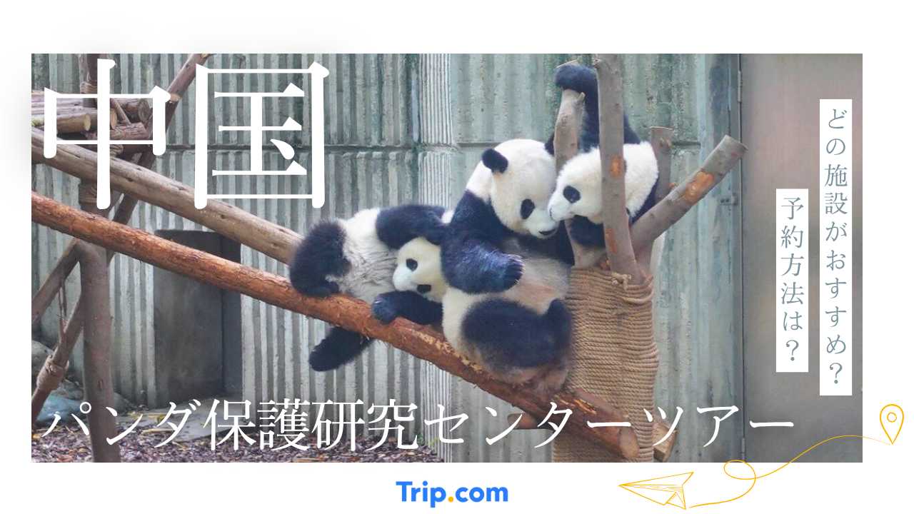 中国パンダ保護研究センターのツアー