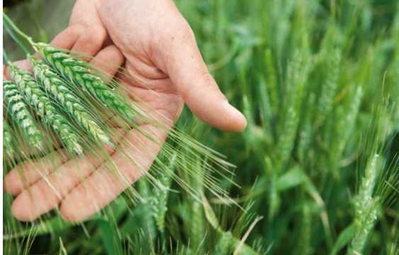 Plants, Seeds & Agricultural Items
