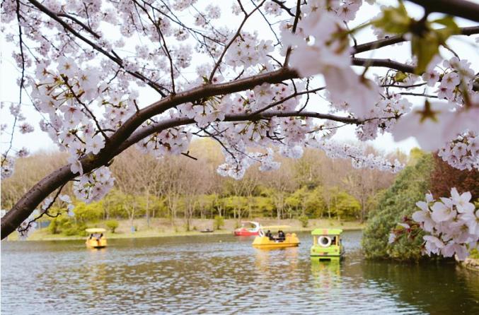 共青森林公園