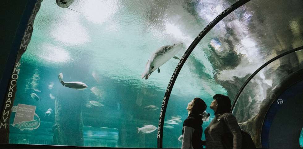 Top Things to Do at Sydney Aquarium
