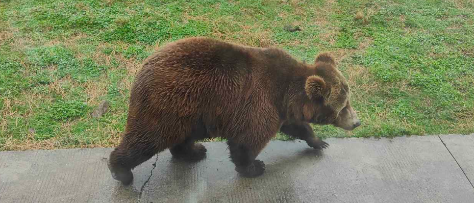 Shanghai Wild Animal Park vs Shanghai Zoo