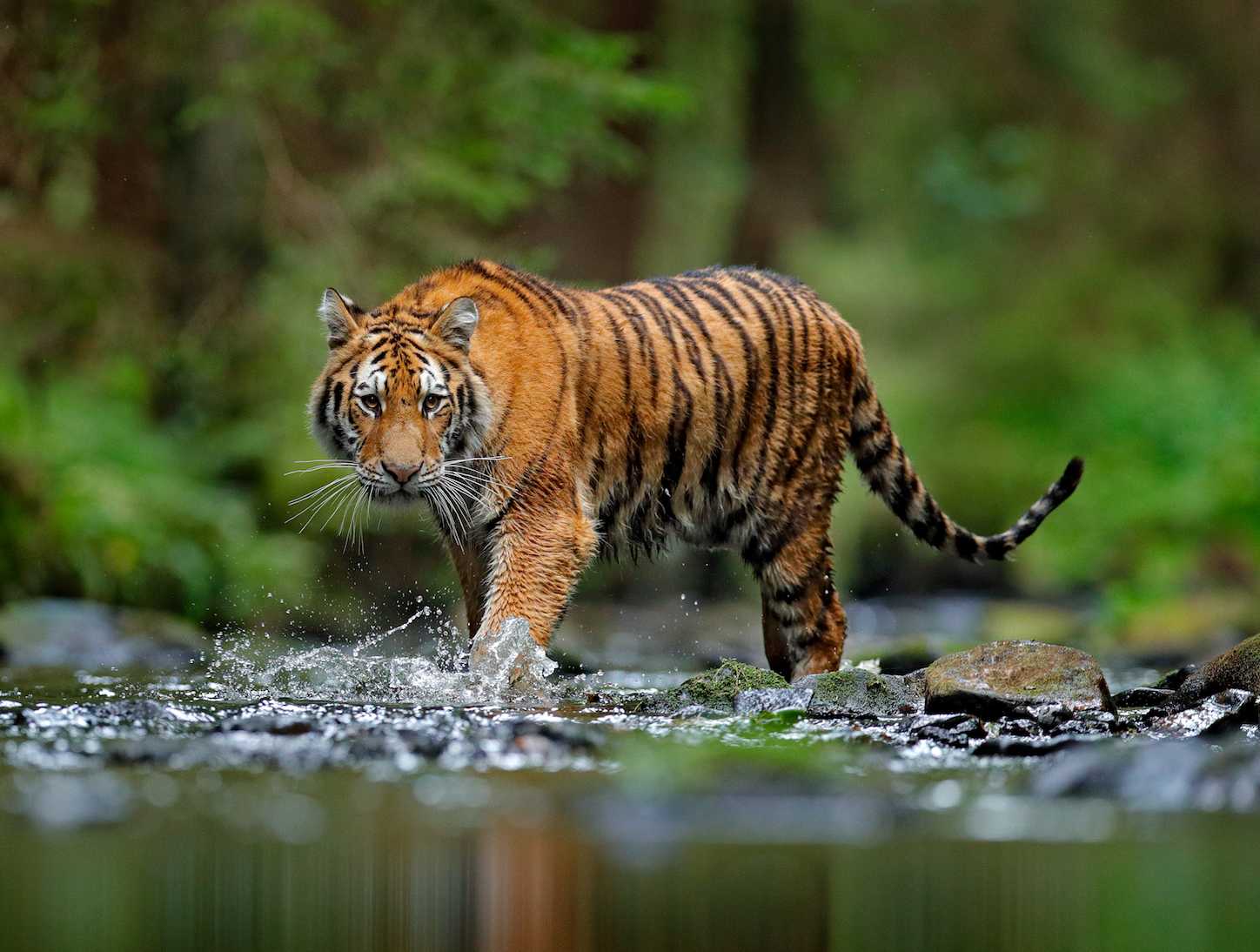 Fun Facts About Chinese Animals | South China Tiger