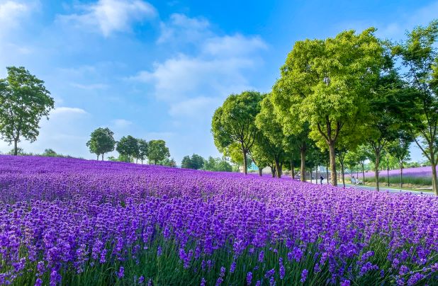 สวนลาเวนเดอร์เซี่ยงไฮ้ (Shanghai Lavender Park)