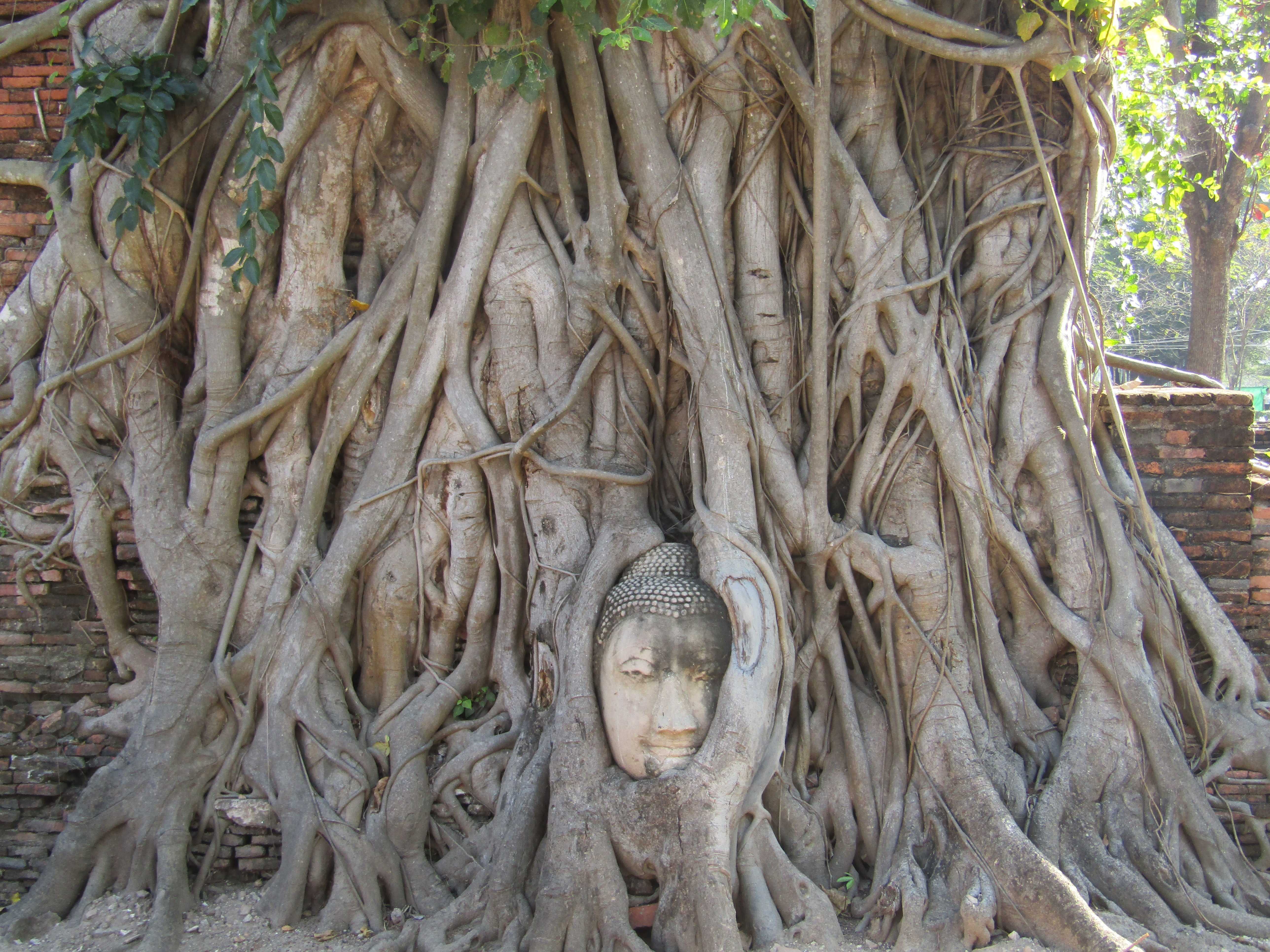 เศียรพระพุทธในรากโพธิ์ วัดมหาธาตุ อยุธยา