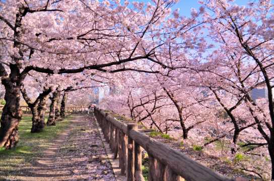 Spring in Japan
