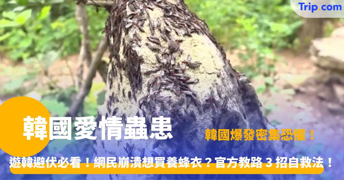 韓國愛情蟲患 | 2026 初夏防蟲攻略：直擊首爾仁川重災區 | Trip.com