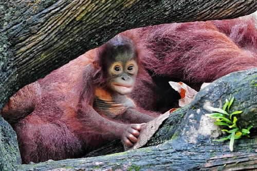 Zoo Taiping