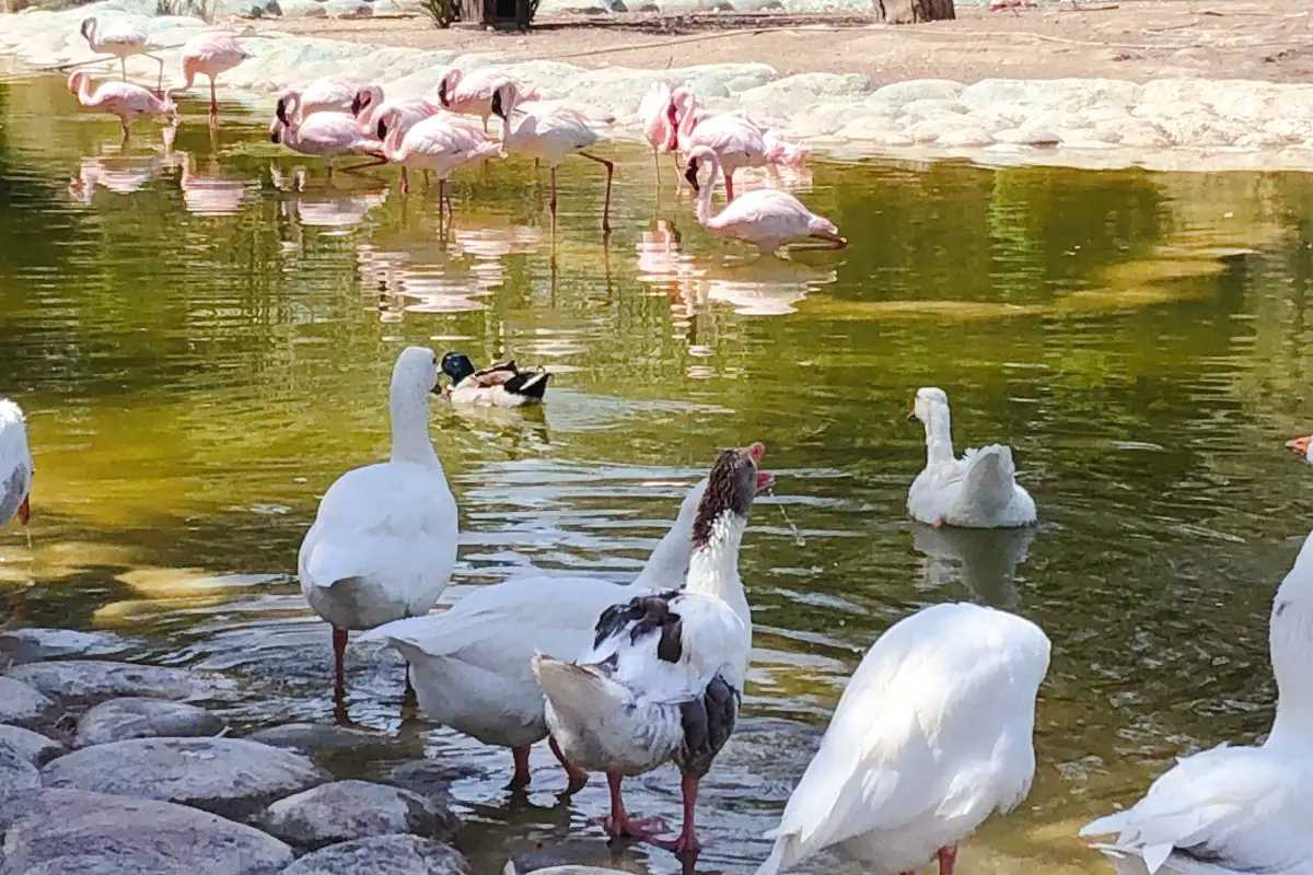محمية العرين