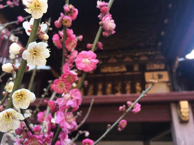 豫園観光におすすめのシーズン