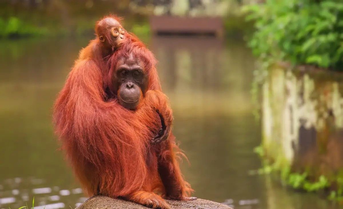 Singapore Zoo