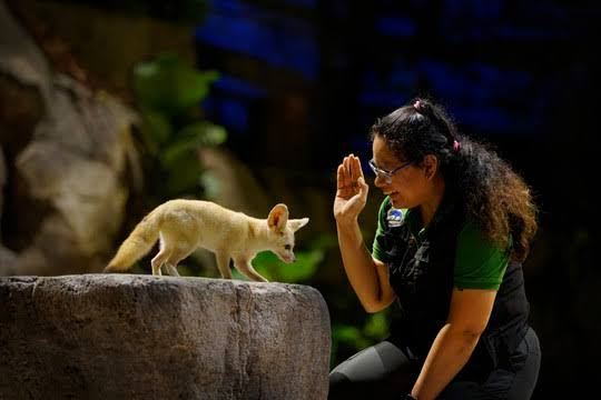 Animals Show