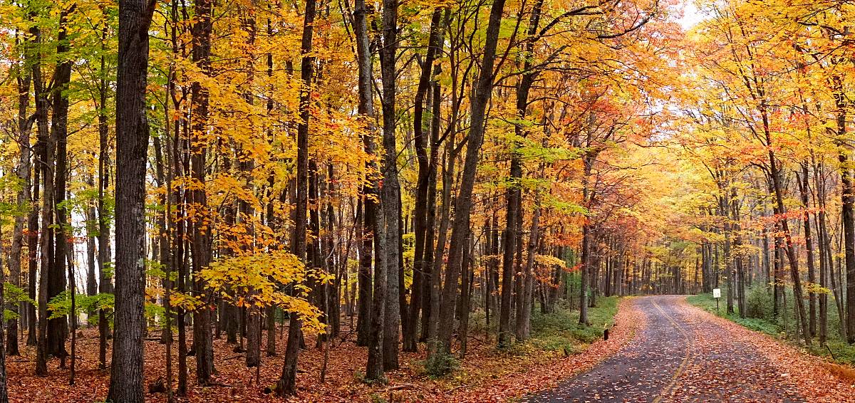 Gongqing Forest Park