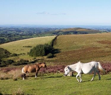 Explore Dartmoor by Train