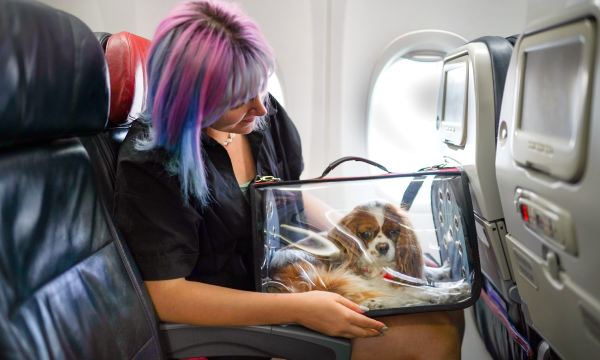 Travel with Pets