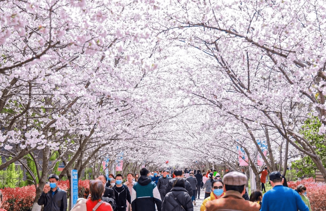 高東櫻花園