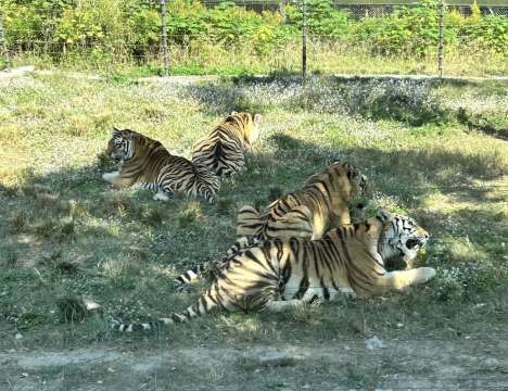 상하이 야생 동물원 코스