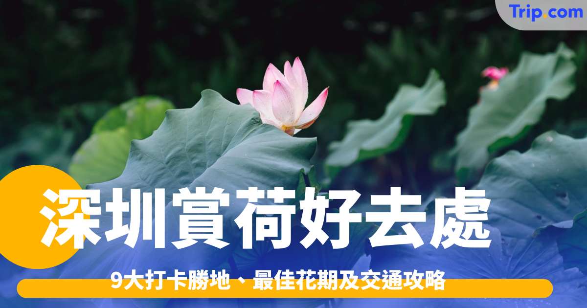 深圳賞荷好去處2026: 9大打卡勝地、最佳花期及交通攻略 | Trip.com