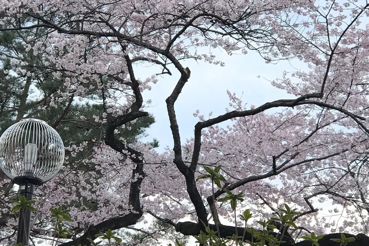 후지모리 공원
