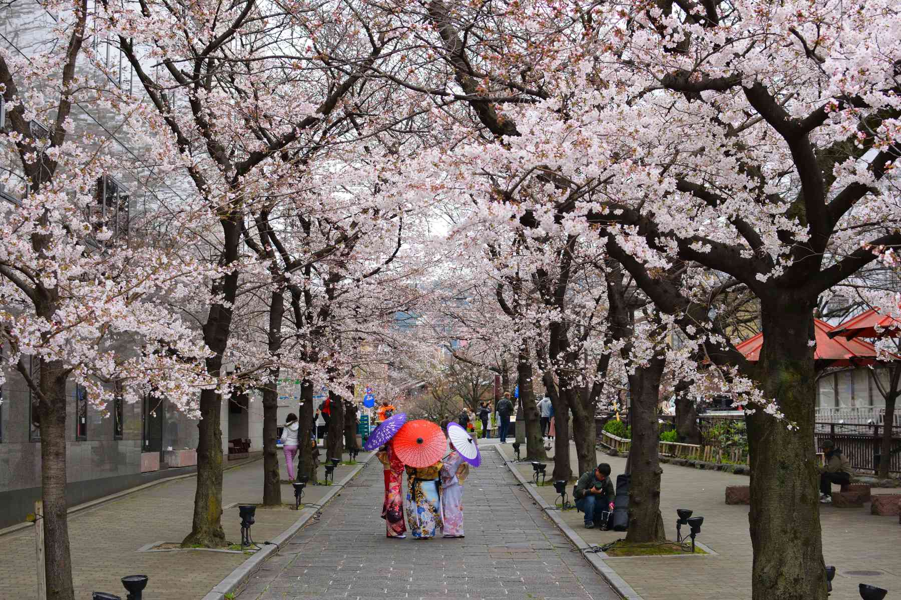 Japan Sakura