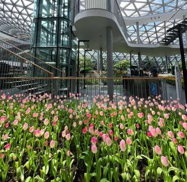 สวนทิวลิประยอง (Miracle of Natural)