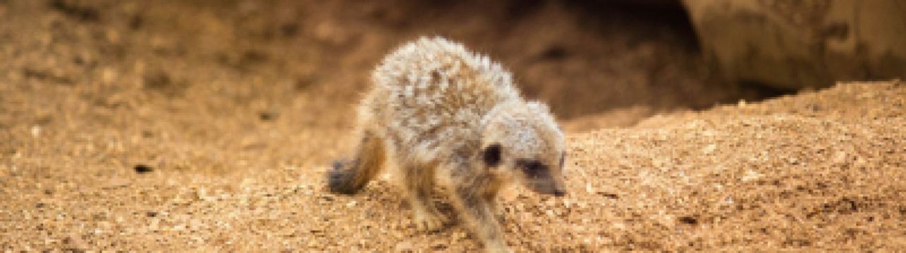 Getting to Chester Zoo: Closest train station & popular routes