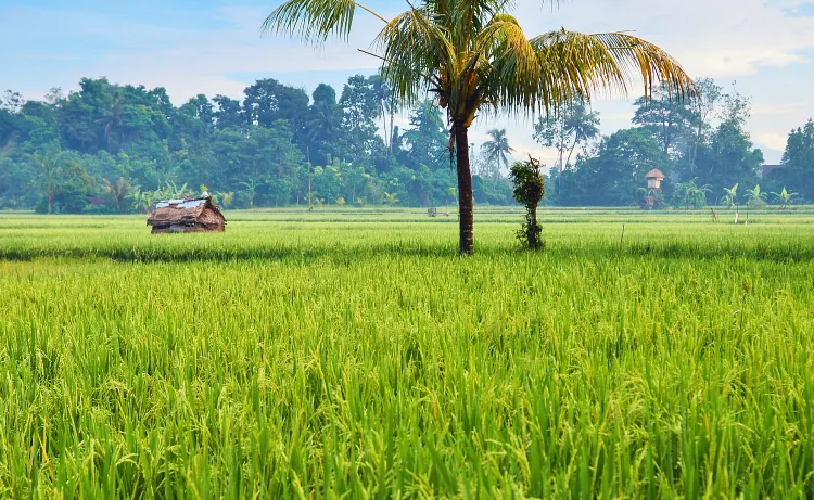 Indonesia Arrival Card: Ubud