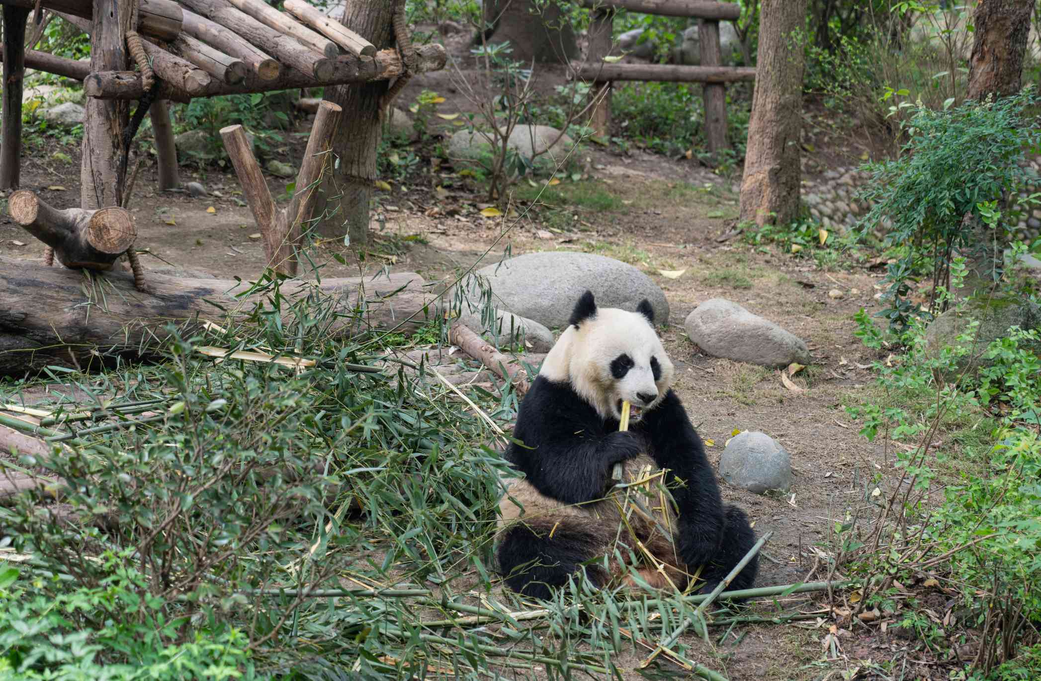 Chengdu panda reserve