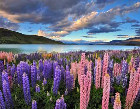 New Zealand