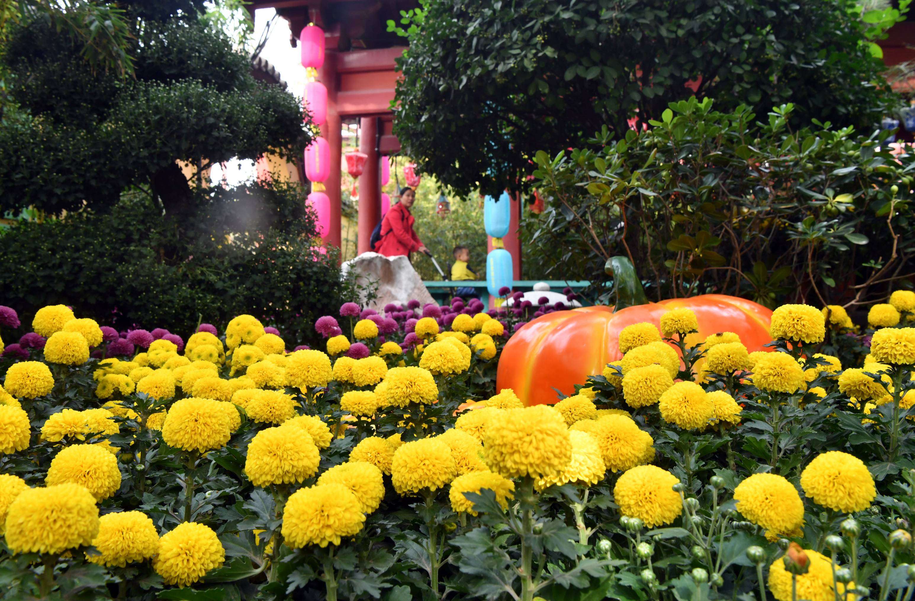 重陽節要做什麼 | 賞菊