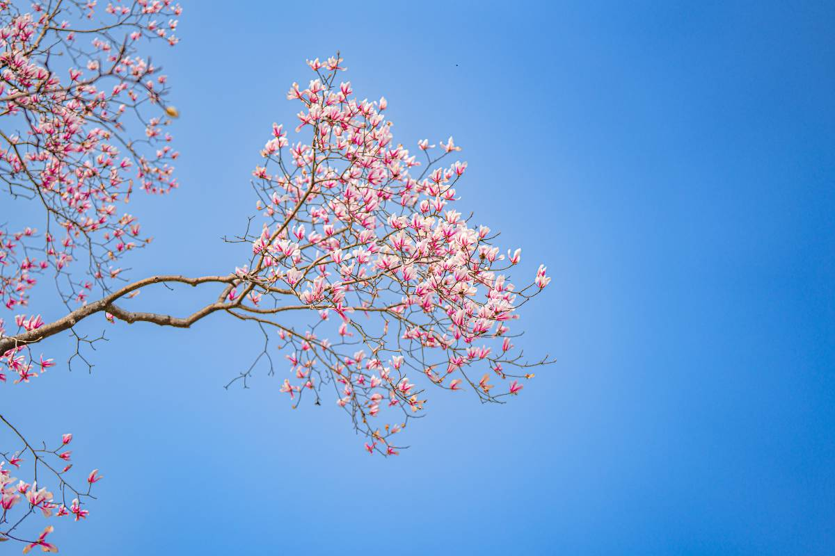 3. Stroll Through the Picturesque Hangzhou Botanical Garden 🌺