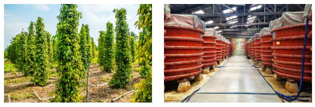 胡椒園&魚露工廠