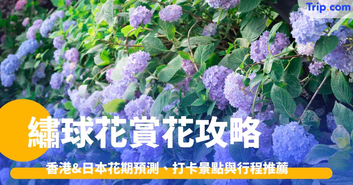 繡球花賞花攻略2026: 香港&日本花期預測、打卡景點與行程推薦 | Trip.com