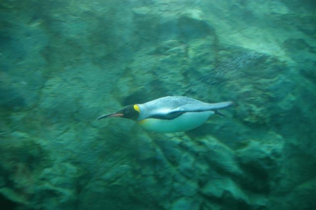 沖縄美ら海水族館(本部町
