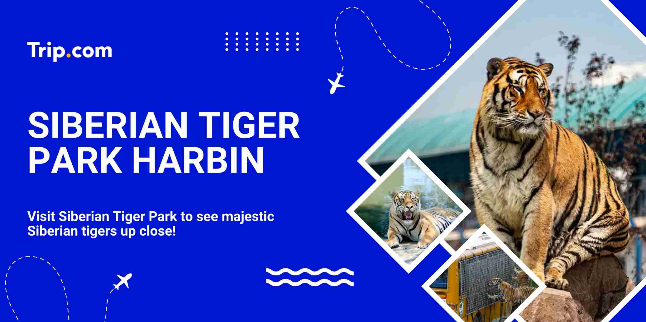 Siberian Tiger Park Harbin