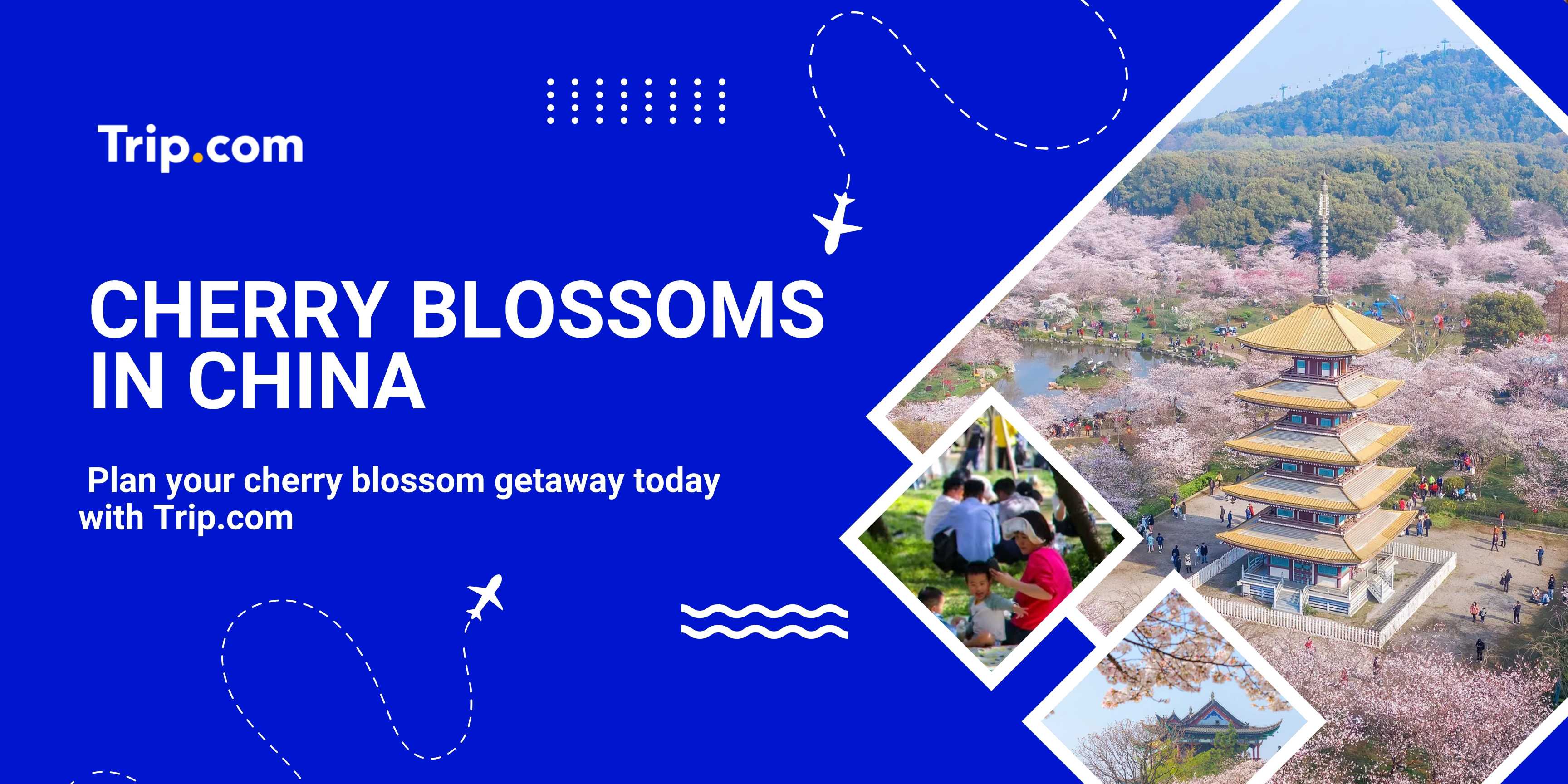 Cherry Blossom in China Poster